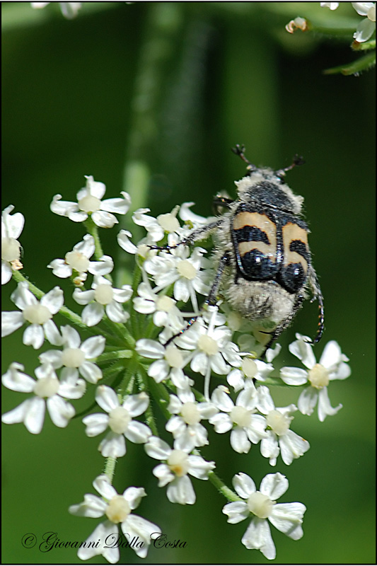 Trichius fasciatus